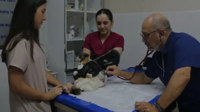 Adana'da Meme Kanseri Teşhisi Konulan Kedi Benek Sağlığına Kavuştu