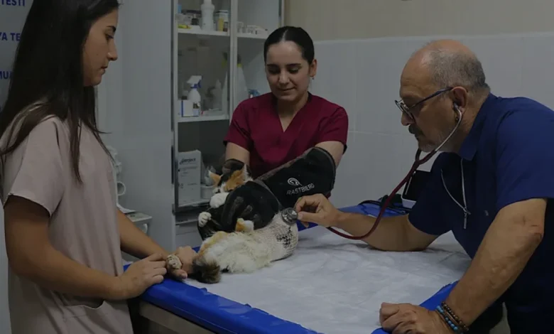 Adana'da Meme Kanseri Teşhisi Konulan Kedi Benek Sağlığına Kavuştu