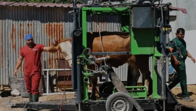 Antalya Büyükşehir Belediyesinden Üreticiye Tırnak Bakım Desteği