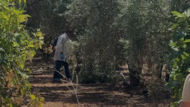 Antalya Kepezde Zeytinlik Alanda Cansız Beden Bulundu