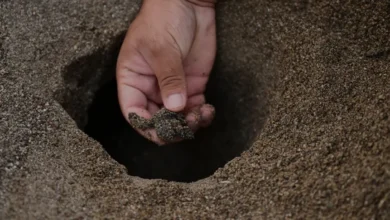 Antalya Kıyılarında 25 Bin Caretta Caretta Yavrusu Denize Ulaştı