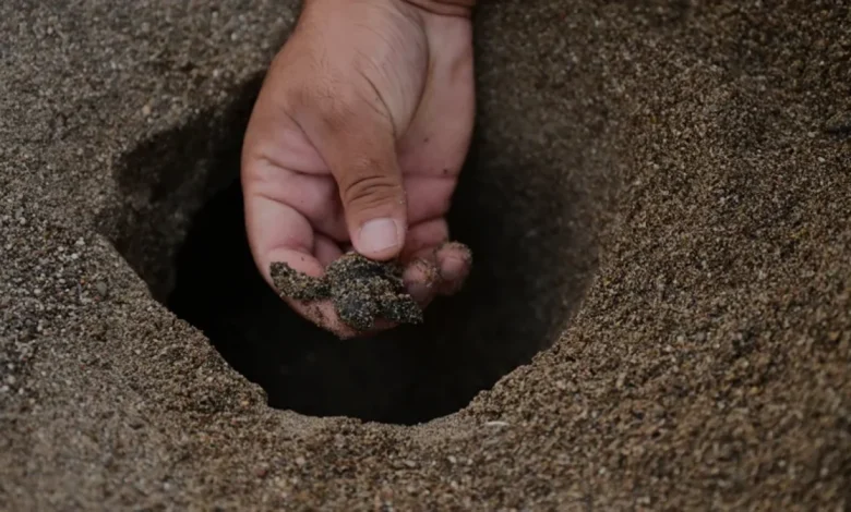 Antalya Kıyılarında 25 Bin Caretta Caretta Yavrusu Denize Ulaştı