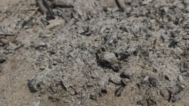 Antalya Serik Sahilinde Caretta Caretta Yavrusu Ateşte Öldü