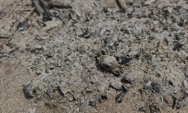 Antalya Serik Sahilinde Caretta Caretta Yavrusu Ateşte Öldü