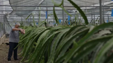 Antalyalı üreticiler 40 dereceyi aşan sıcaklarda serada mesai yapıyor