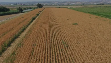 Hatay Amik Ovasında Mısır Hasadı İçin Biçerdöverler Çalışmaya Başladı
