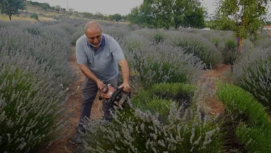 Isparta Kuyucak Köyünde Lavanta Hasadı ve Rekolte Beklentisi