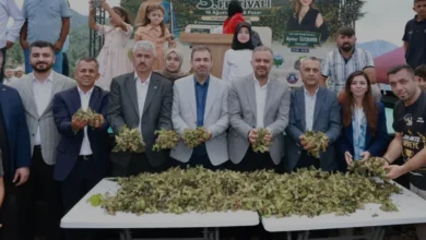 Kahramanmaraş Kalekaya Mahallesinde Fındık Hasadı Festivali