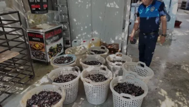 Mersin Akdeniz'de Sağlıksız Koşullarda Üretilen 200 Kilogram Midye İmha Edildi