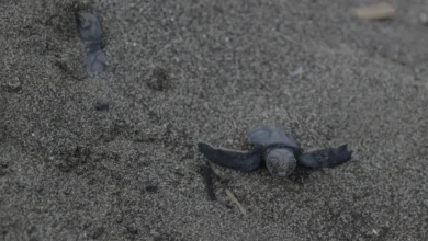 Mersin Davultepe Kumsalında Yavru Deniz Kaplumbağası Göçü Başladı