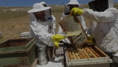 Mersin Erdemli İlçesinde Sezonun Bal Hasadı Tamamlandı