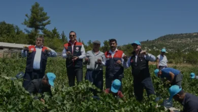 Mersin Gülnar İlçesinde Kuş Üzümü Hasadı Başladı