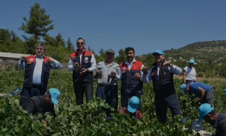 Mersin Gülnar İlçesinde Kuş Üzümü Hasadı Başladı