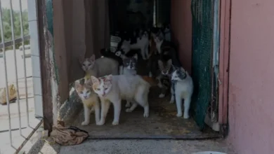 Mersin Yenişehir'de Bir Evde 100 Kedi Kurtarıldı