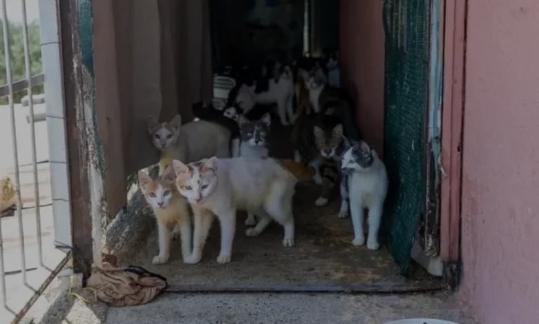 Mersin Yenişehir'de Bir Evde 100 Kedi Kurtarıldı