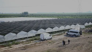 Mühendis Kardeşlerden Uzak Doğuya Ahududu İhracatı