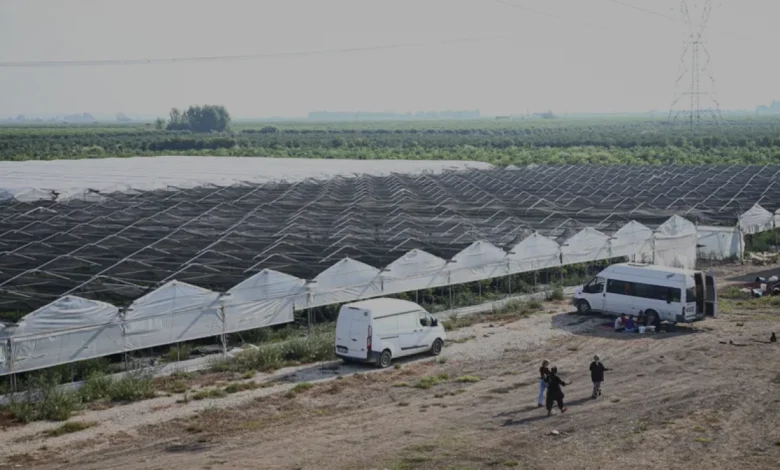 Mühendis Kardeşlerden Uzak Doğuya Ahududu İhracatı