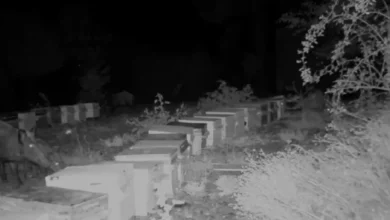 Osmaniye’de Arılık Güvenlik Sistemleri Yaban Hayatını Kaydetti
