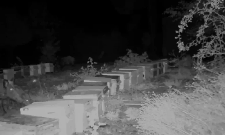 Osmaniye’de Arılık Güvenlik Sistemleri Yaban Hayatını Kaydetti