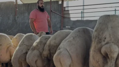 Osmaniye'de su basan ahırdan koyunlarını kurtaran besici o anları anlattı