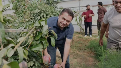 ALKÜ Tropik Meyve Serasında İlk Mango Hasadı Yapıldı