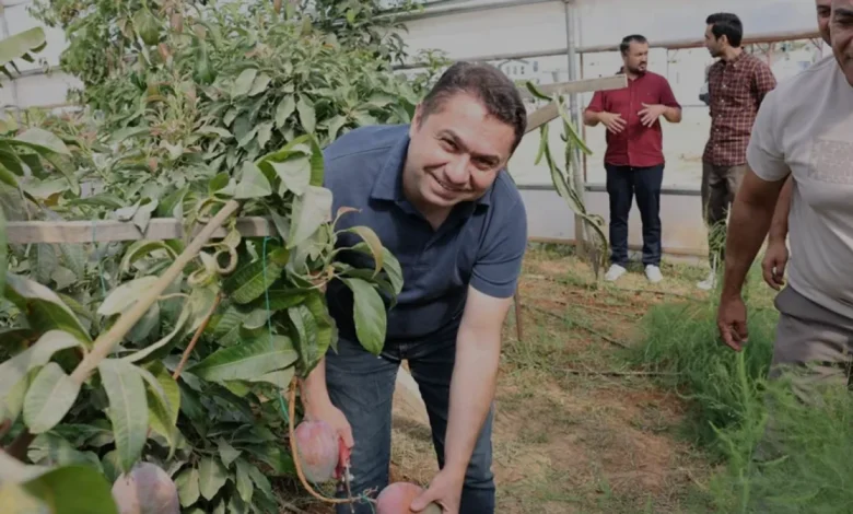 ALKÜ Tropik Meyve Serasında İlk Mango Hasadı Yapıldı
