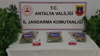 Antalya Gazipaşa'da Ormanlık Alanda Kenevir Operasyonu