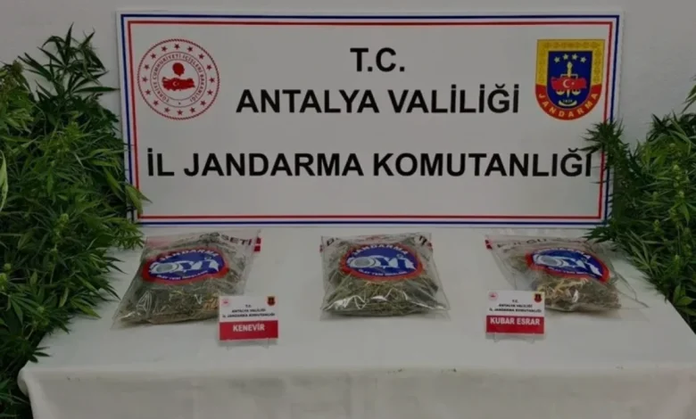 Antalya Gazipaşa'da Ormanlık Alanda Kenevir Operasyonu