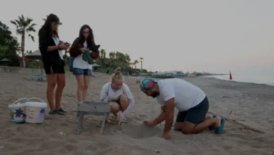 Antalya Kızılot Sahilinde 40 Bin Caretta Caretta Yavrusu Denize Ulaştı