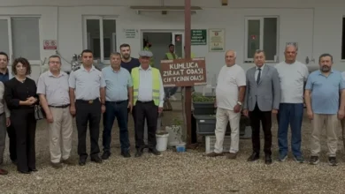 Antalya Kumluca'da Zeytin Hasat Sezonu Başladı