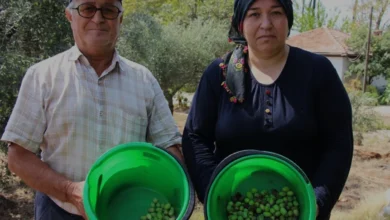 Antalya Zeytin Hasadında Yüzde 30 Rekolte Artışı Bekleniyor