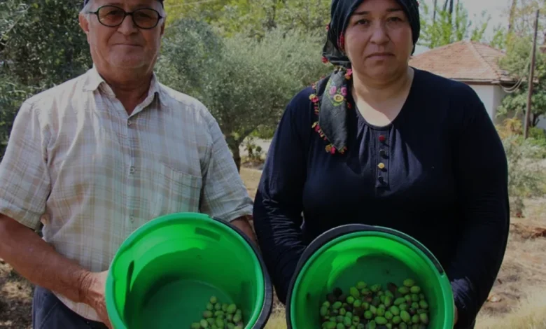 Antalya Zeytin Hasadında Yüzde 30 Rekolte Artışı Bekleniyor