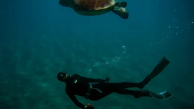 Antalya'da Serbest Dalıcı ile Deniz Kaplumbağası Mahmut'un Dostluğu