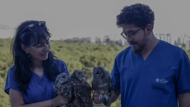 Antalyada Tedavi Edilen Üç Alaca Baykuş Doğaya Bırakıldı