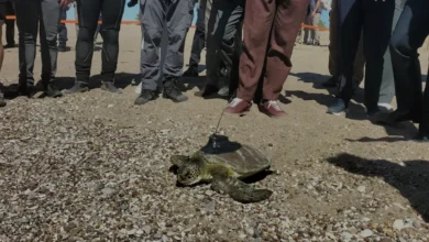 Antalyada uydu cihazlı yeşil deniz kaplumbağası denize bırakıldı