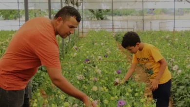 Antalyalı üretici Bulgaristan talebiyle başladığı lisianthus ihracatını Avrupa'ya taşıdı