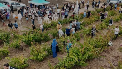 Avşa Adası Coğrafi İşaretli AdaKarası Üzümü Bağbozumu Başlıyor