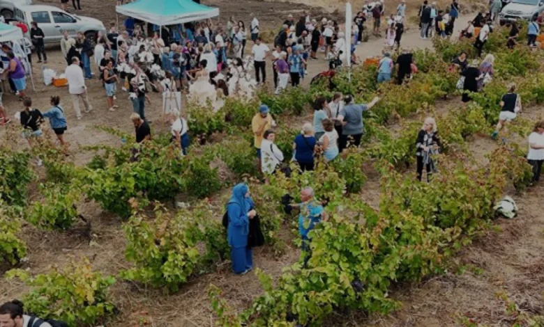 Avşa Adası Coğrafi İşaretli AdaKarası Üzümü Bağbozumu Başlıyor