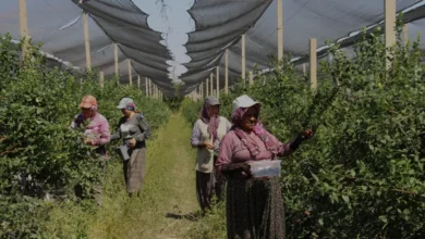 Girişimci Serkan Koloğlu Atıl Arazisini Yaban Mersini Üssüne Çevirdi