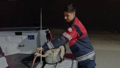 Hatay Arsuz Sahilinde Bitkin Halde Bulunan Leylek Kurtarıldı