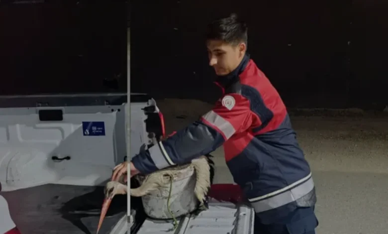 Hatay Arsuz Sahilinde Bitkin Halde Bulunan Leylek Kurtarıldı