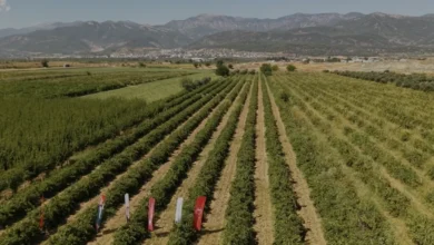 Hatay Bağlarında Hasat Dönemi Başladı 85 Bin Ton Rekolte Hedefi