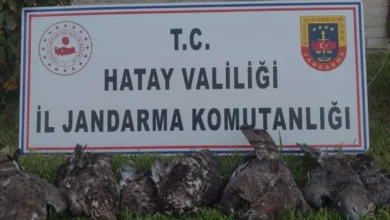 Hatayda Arı Şahini Avlayan Kişiye 1 Milyon Lirayı Aşkın Ceza