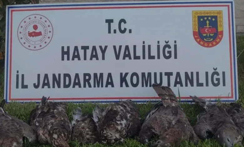 Hatayda Arı Şahini Avlayan Kişiye 1 Milyon Lirayı Aşkın Ceza