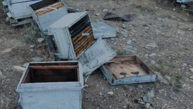 Kahramanmaraşta ayılar arılığa saldırdı 20 kovan parçalandı