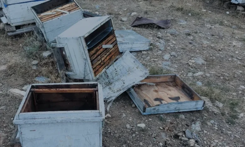 Kahramanmaraşta ayılar arılığa saldırdı 20 kovan parçalandı