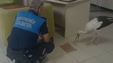 Mersin Akdeniz ilçesinde yaralı leylek koruma altına alındı