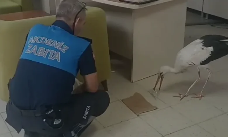 Mersin Akdeniz ilçesinde yaralı leylek koruma altına alındı