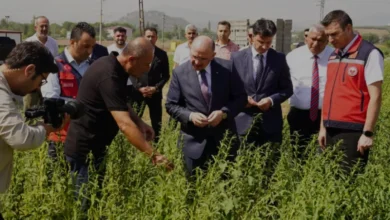 Osmaniye susam üretiminde Türkiye genelinde sekizinci sırada