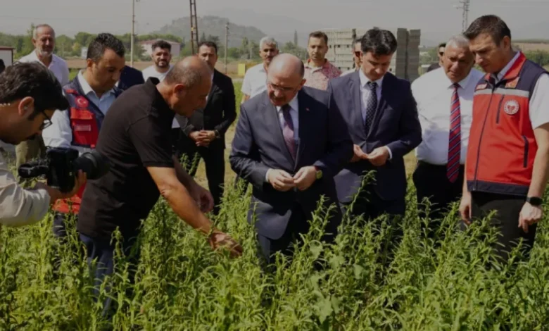 Osmaniye susam üretiminde Türkiye genelinde sekizinci sırada